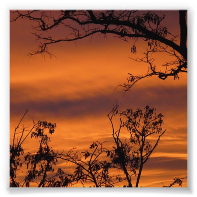 Sunset Tree Photo Print (Front)