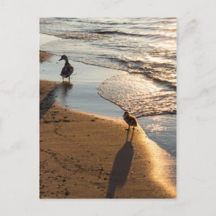 Sunset Walk With Mommy Postcard