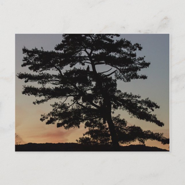 Sunset Watch Postcard (Front)