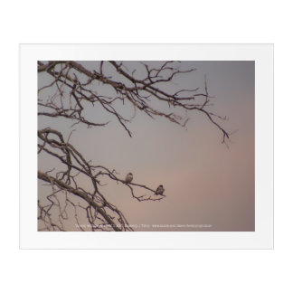 Sunset with the Shrikes Acrylic Print