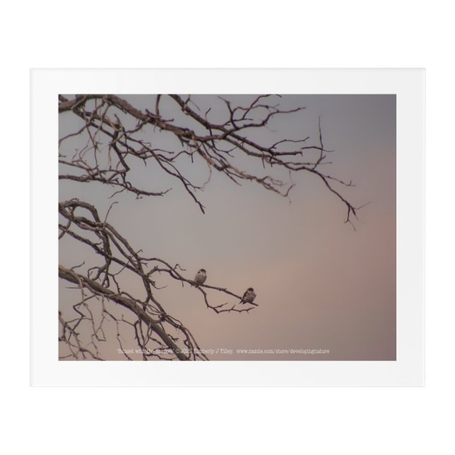 Sunset with the Shrikes Acrylic Print (Front)