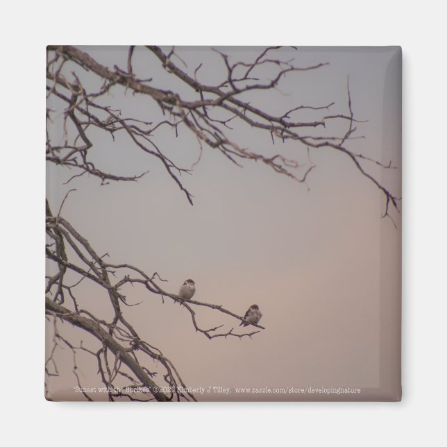 Sunset with the Shrikes Magnet (Front)