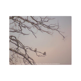 Sunset with the Shrikes Metal Print