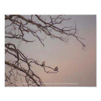 Sunset with the Shrikes Photo Print