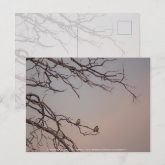 Sunset with the Shrikes Postcard