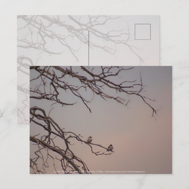 Sunset with the Shrikes Postcard (Front/Back)