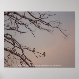Sunset with the Shrikes Poster