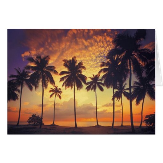 Sunsetpalm Cards (Front Horizontal)