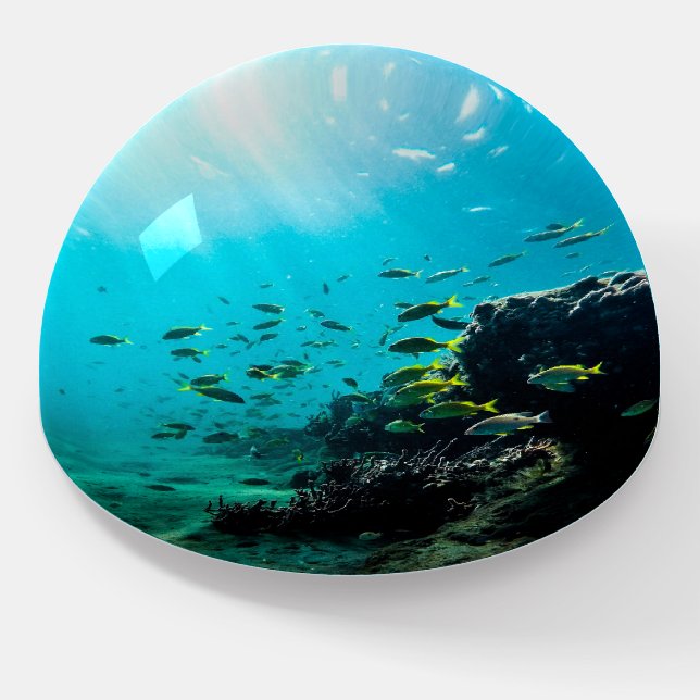 Sunshine and Tropical Fish Paperweight (Angled)