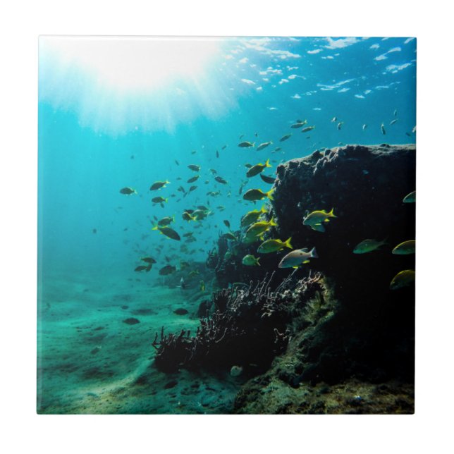 Sunshine and Tropical Fish Tile (Front)