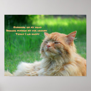 Sunshine Breeze Happy Cat Haiku Poster