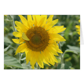 Sunshine Cards