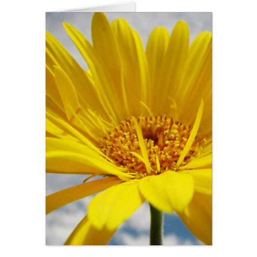 Sunshine Cards (Front)