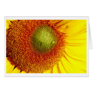 Sunshine center cards