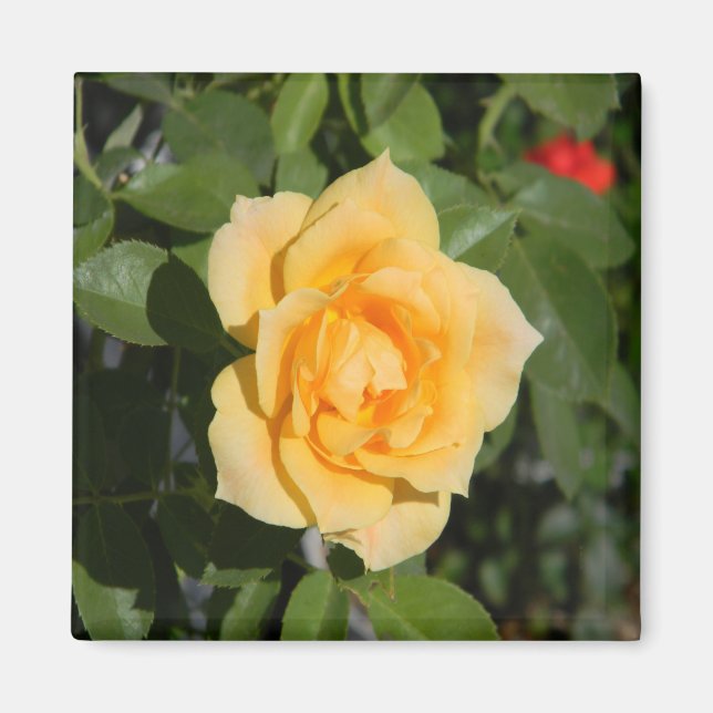 Sunshine Delight... Magnet (Front)