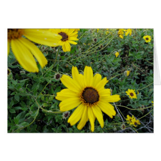 Sunshine Flowers Cards