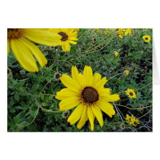 Sunshine Flowers Cards (Front Horizontal)
