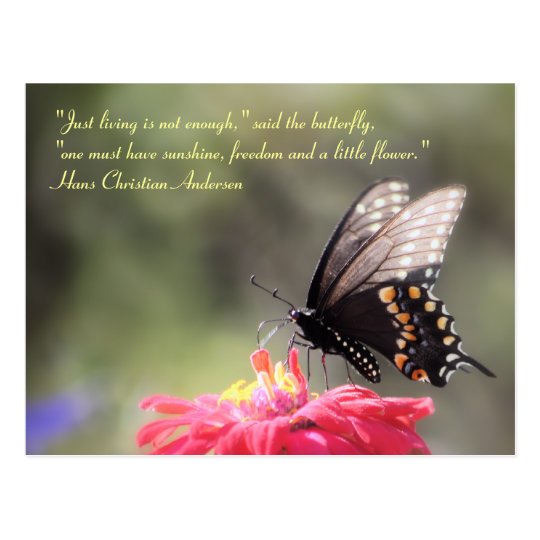 Sunshine Freedom Flower Butterfly Quote Postcard Zazzle Com