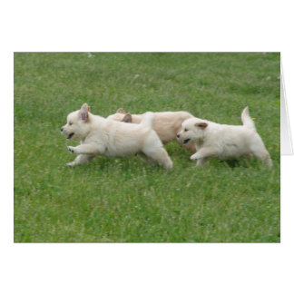 Sunshine Hill Puppies Cards