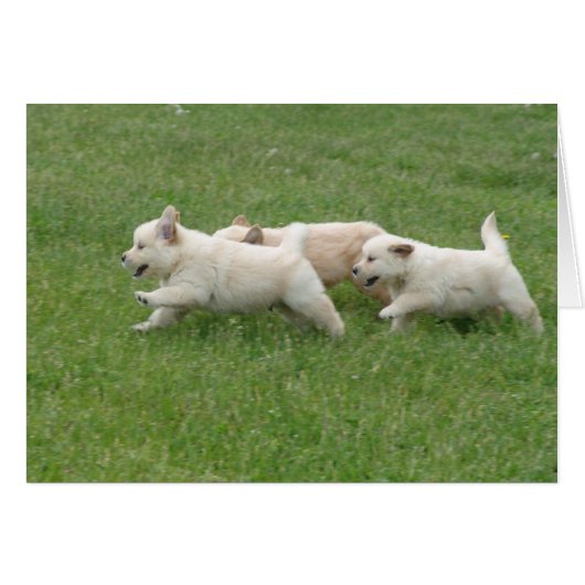 Sunshine Hill Puppies Cards (Front Horizontal)