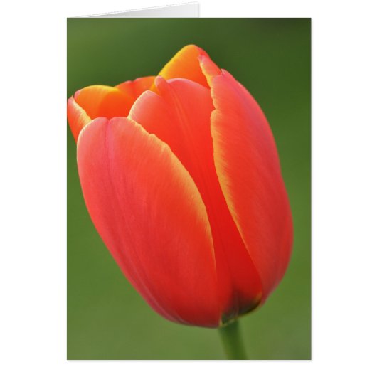 Sunshine in a Tulip Cards (Front)