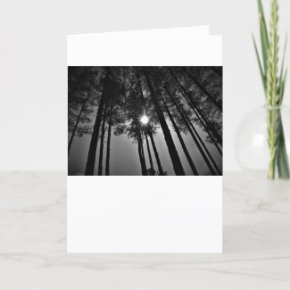 Sunshine / Noir, card