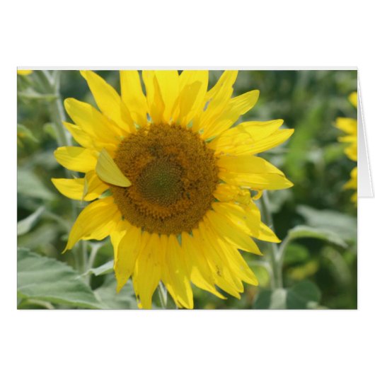 SUNSHINE NOTES (Front Horizontal)