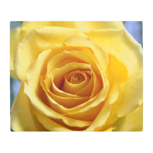 Sunshine Rose Metal Wall Art