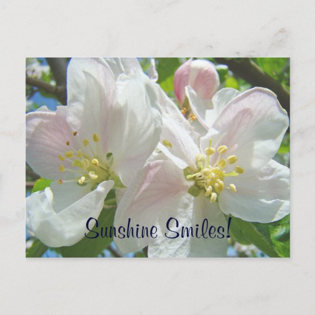 Sunshine Smiles! Custom postcards Apple Blossoms (Front)