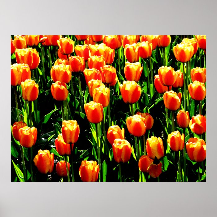 Sunshine Tulips Posters