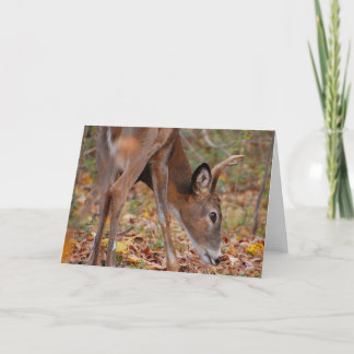 Sunshine upon my body - deer, young buck holiday card