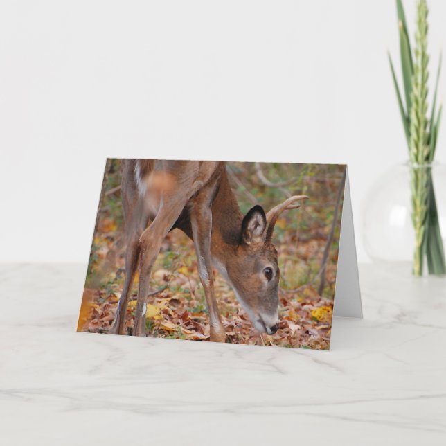 Sunshine upon my body - deer, young buck holiday card (Front)