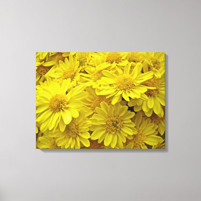 Sunshine Yellow Chrysanthemums Canvas Print (Front)