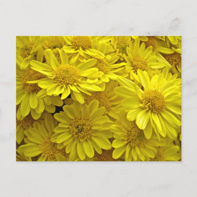 Sunshine Yellow Chrysanthemums Postcard (Front)