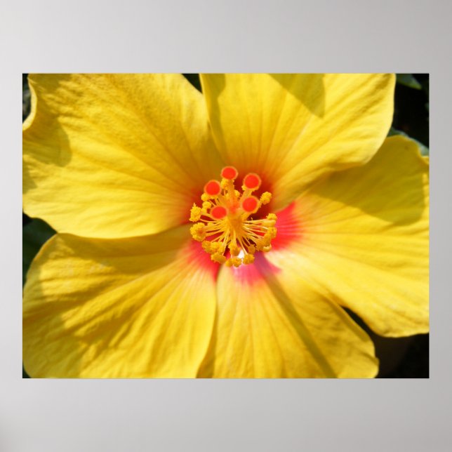 Sunshine Yellow Hibiscus Poster (Front)