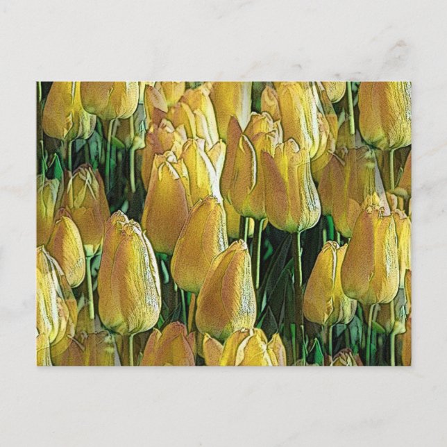 Sunshine Yellow Tulips Postcard (Front)