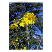 Sunshiny day! (Front)