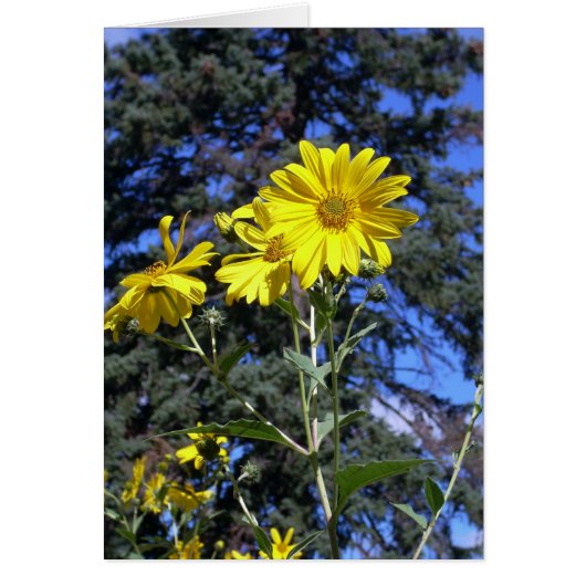 Sunshiny day! cards (Front)