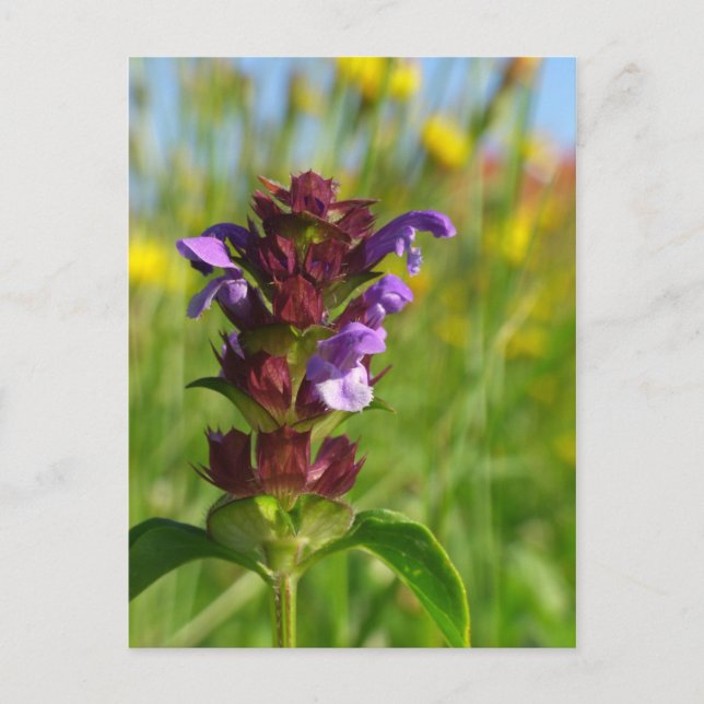 Sunshiny day - lila flower postcard (Front)