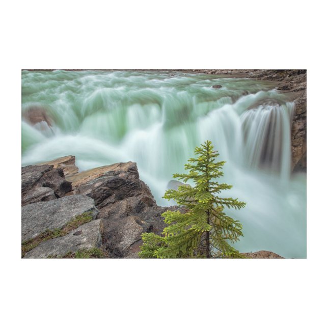 Sunwapta Falls  Acrylic Print (Front)