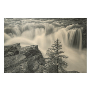 Sunwapta Falls bw Wood Wall Art
