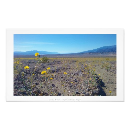Super Blooms Death Valley Nature Photo Print