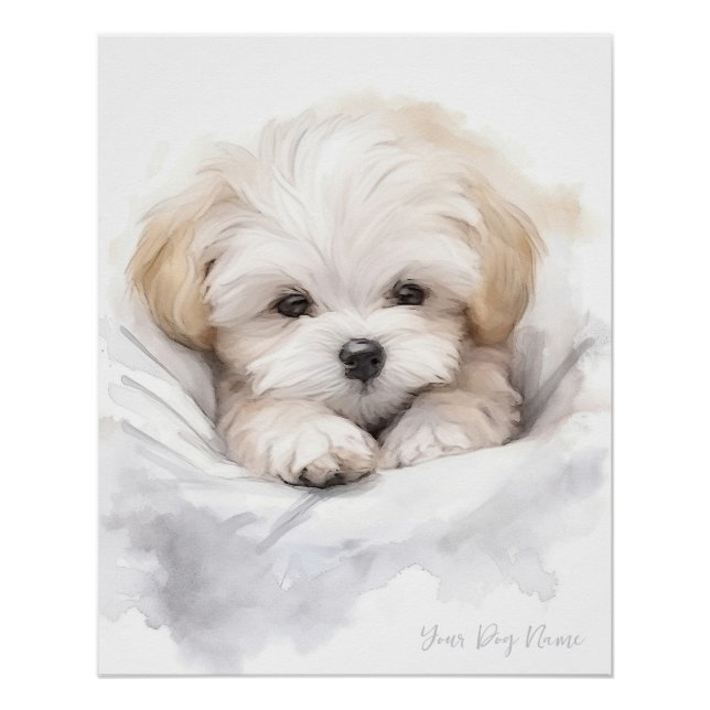 Super cute angel sleeping puppy Maltese Dog 005 Poster (Front)