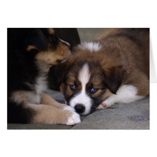 Super Cute Australian Shepherd Puppy (Front Horizontal)