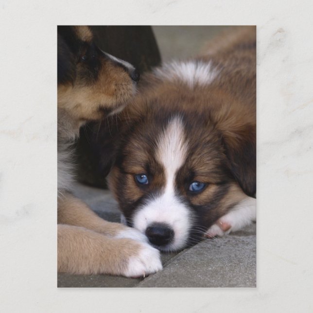 Super Cute Australian Shepherd Puppy Postcard (Front)