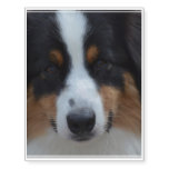 Super Cute Australian Shepherd Temporary Tattoos