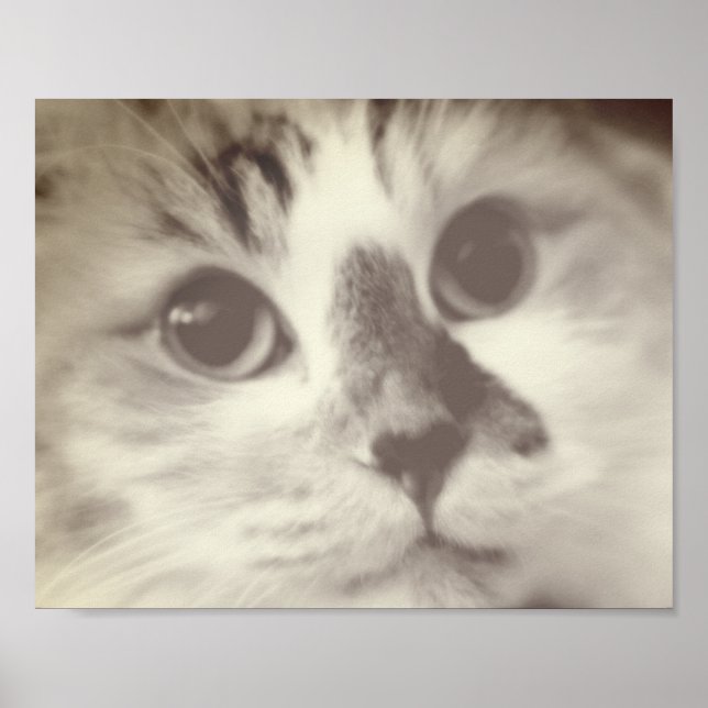 SUPER CUTE Cat Closeup Portrait Photograph Poster (Front)