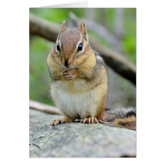Super Cute Chipmunk Posing Sweetly Cards (Front)