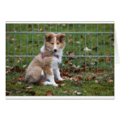 Super Cute Collie (Front Horizontal)