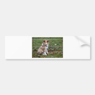 Super Cute Collie Bumper Sticker